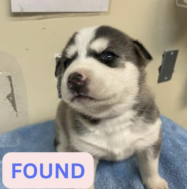 Dog found The location were the dog was found is Maiden lane and Wapello street.