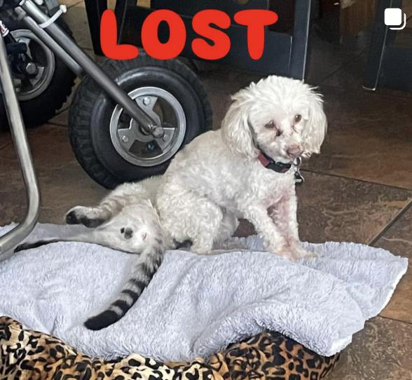 Dog lost 736 n tahquiz place in pacific palisades
