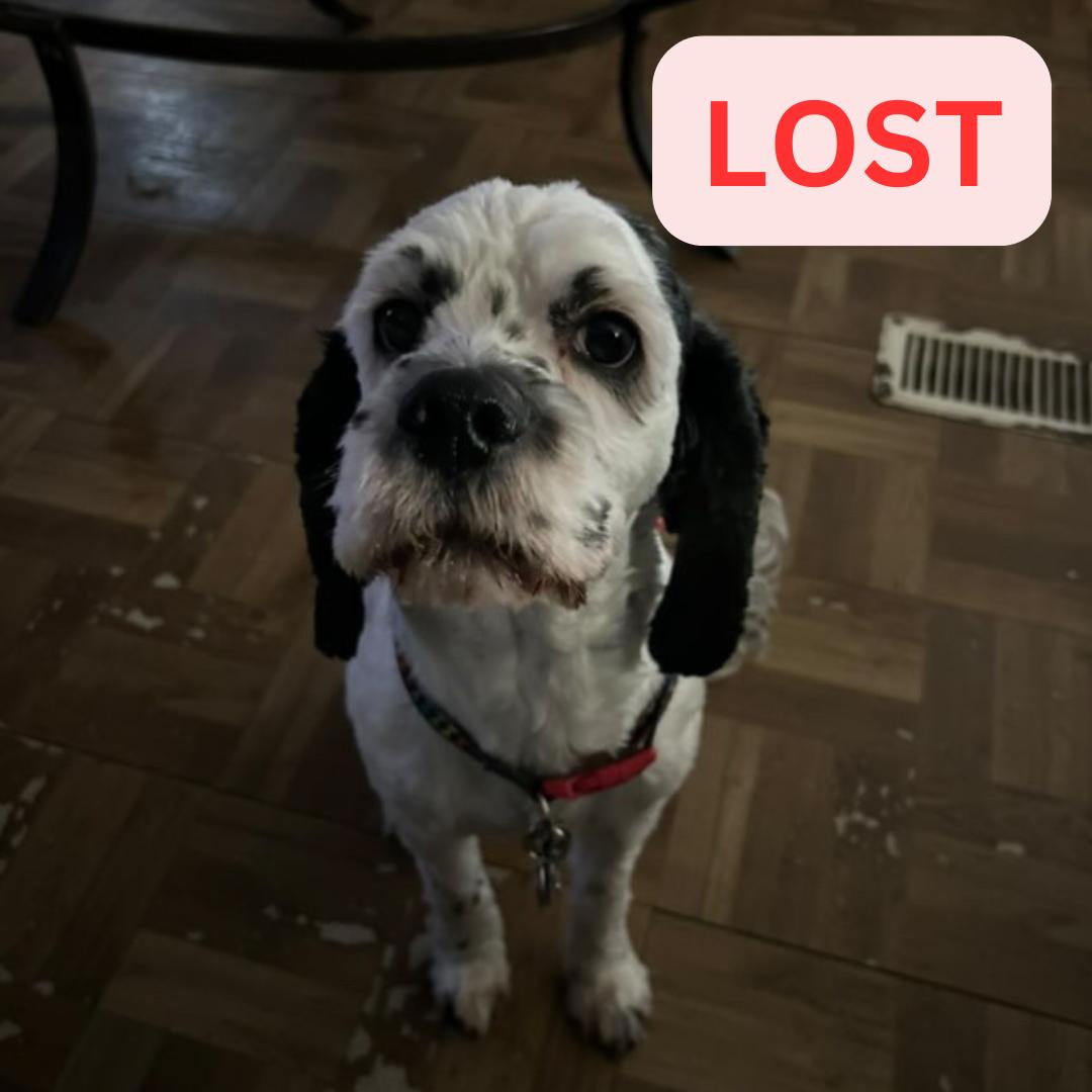 Dog lost Last Seen on Santa Rosa avenue