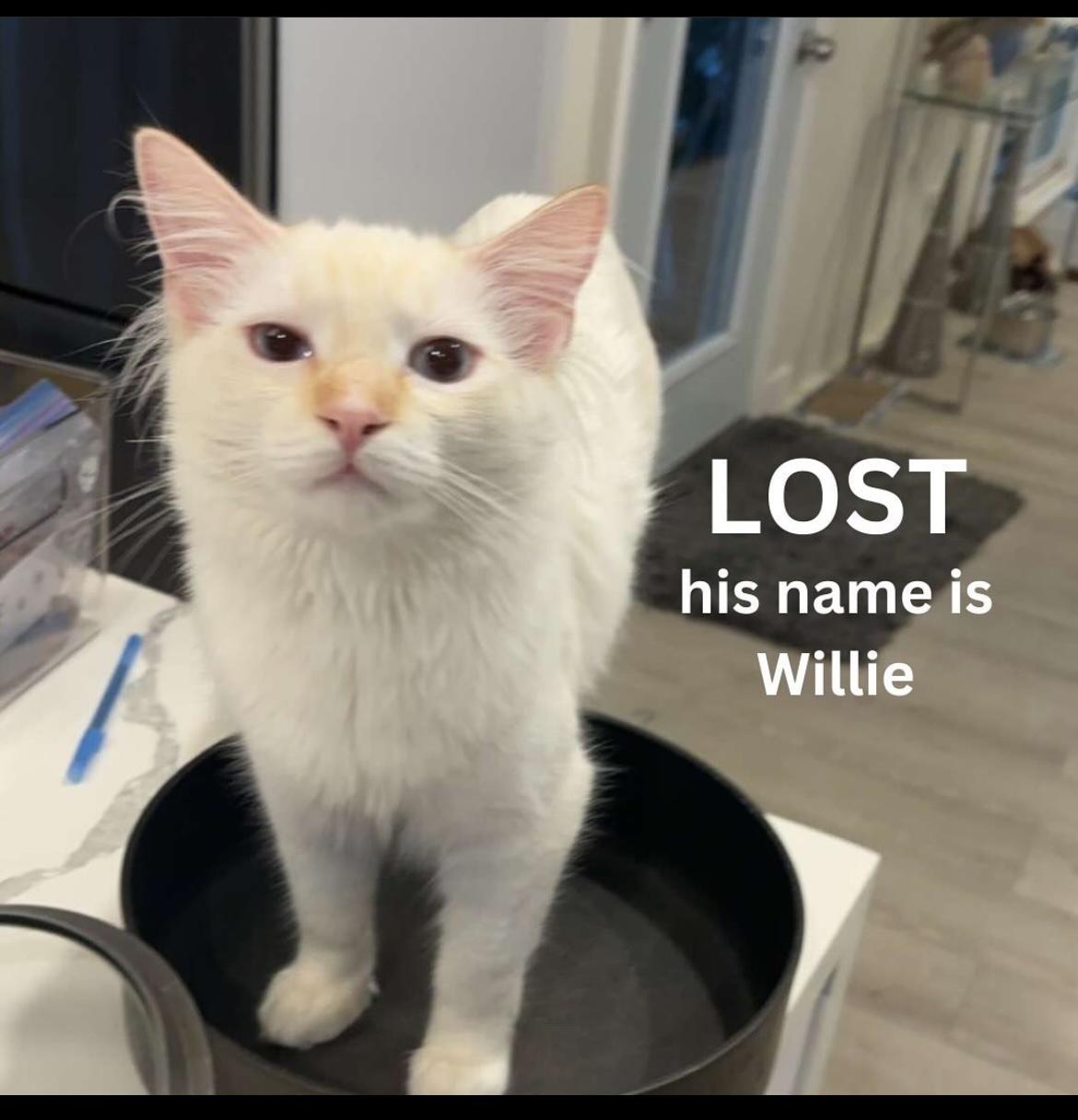 Cat lost Alta Wood Drive, Alta Dena