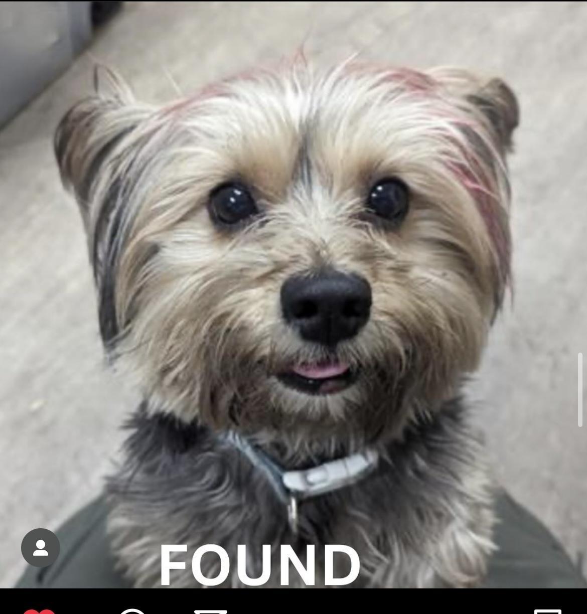 Dog found