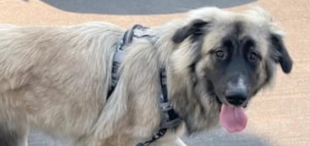 Dog found Santa Monica/Palisades