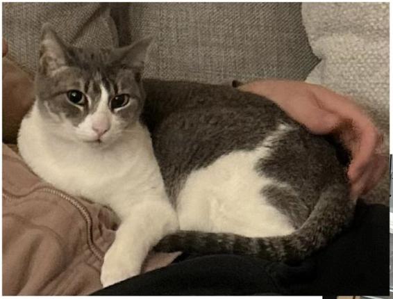 Cat lost Last Seen On 1.10 around - Glendale Blvd & Lakewood Ave