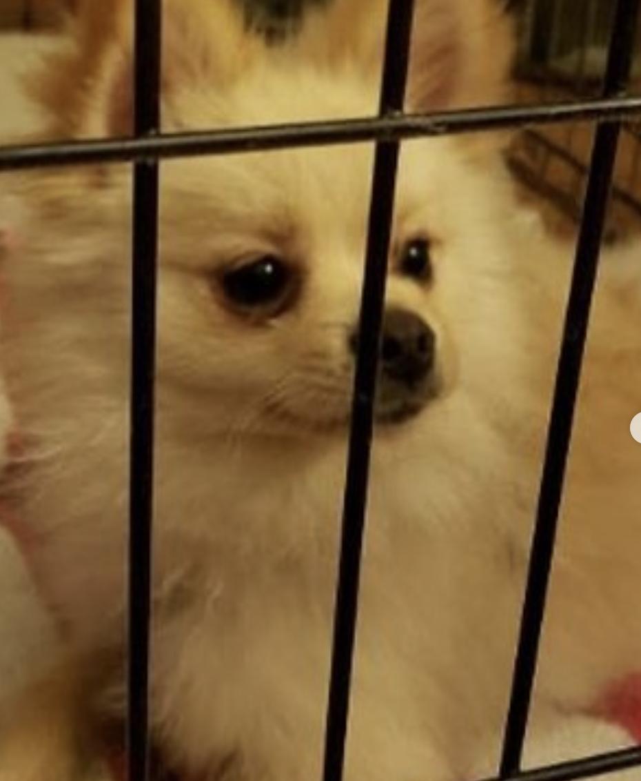 Dog found Vinton Ave. & Tabor St.