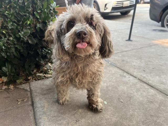 Dog found Pasadena