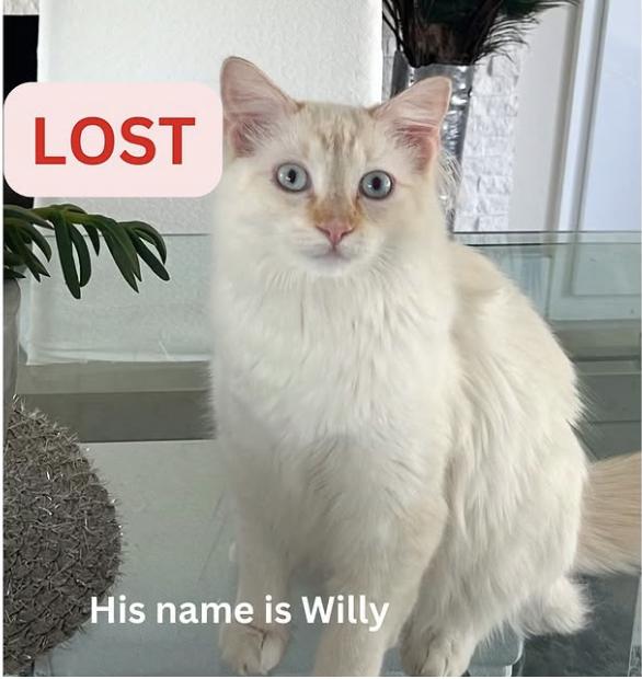 Cat lost Last seen on Alta wood drive in Latadena north of Altadena Drive