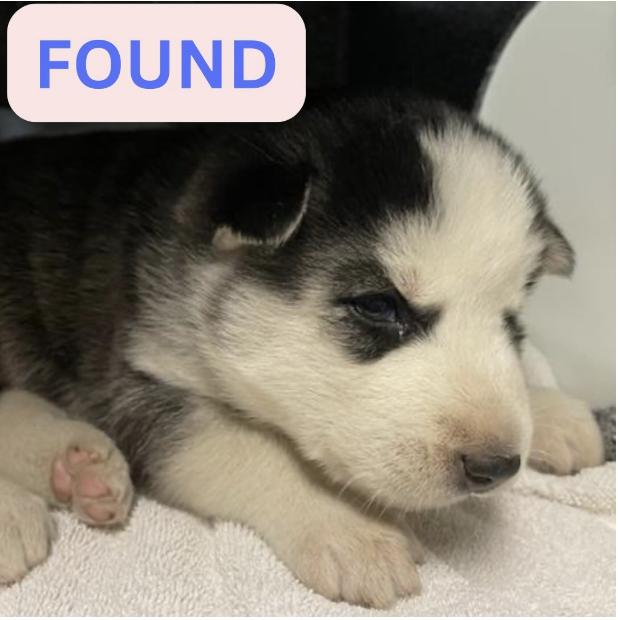 Dog found The location were the dog was found is Maiden lane and Wapello street.