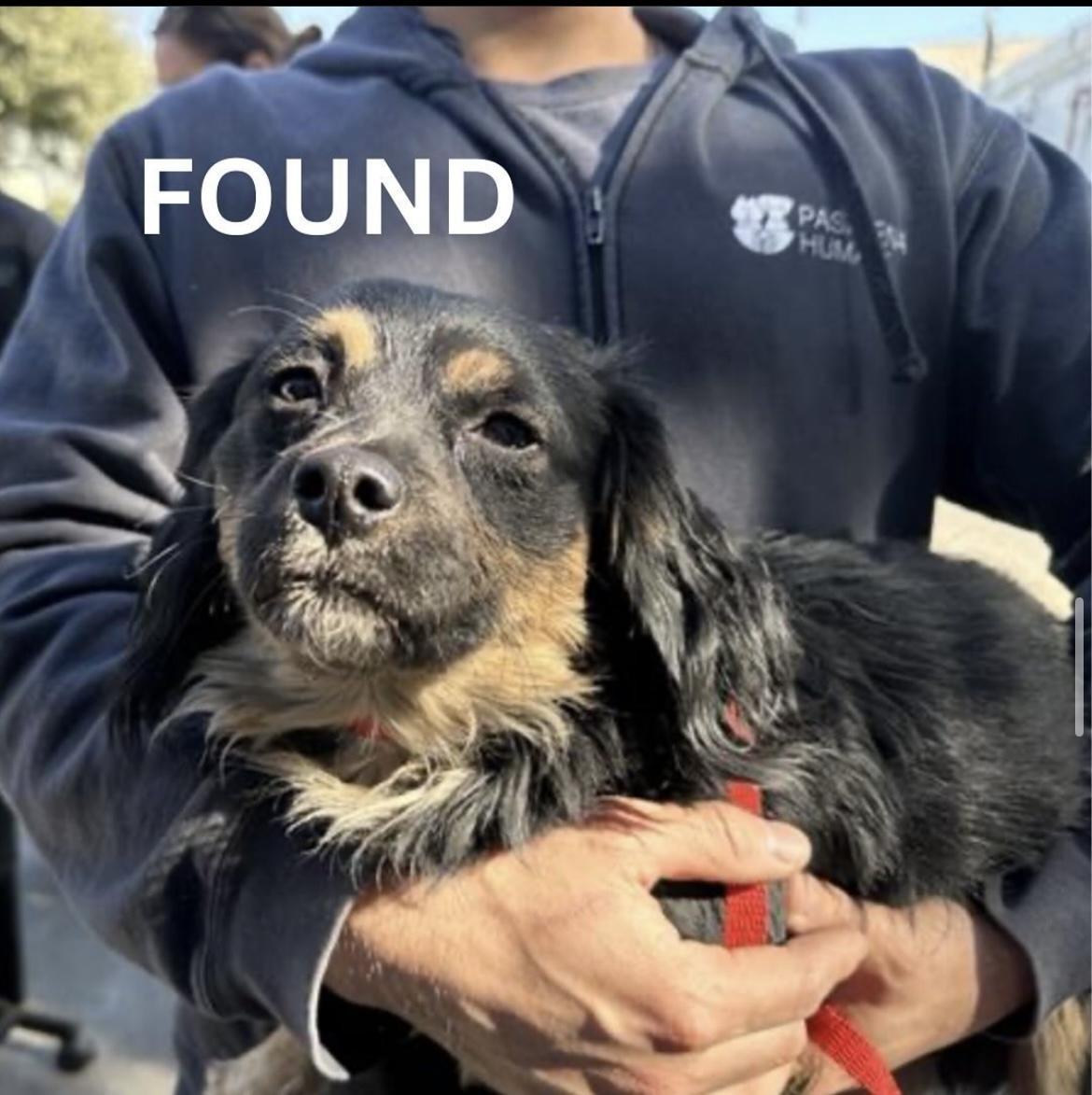Dog found