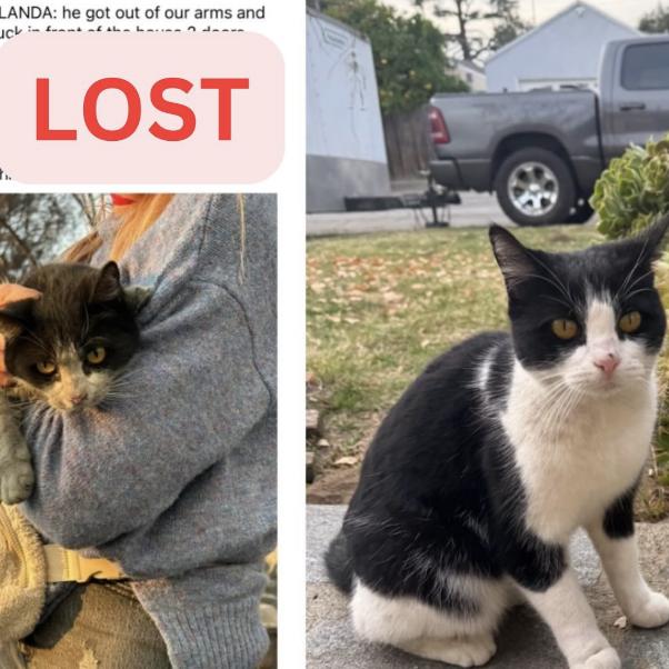 Cat lost Last seen on Mariposa and Calanda