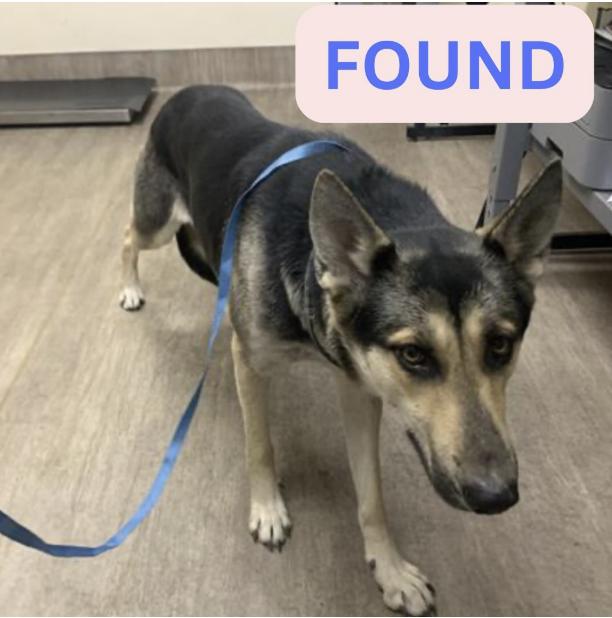 Dog found She was found on 300 block verdugo road