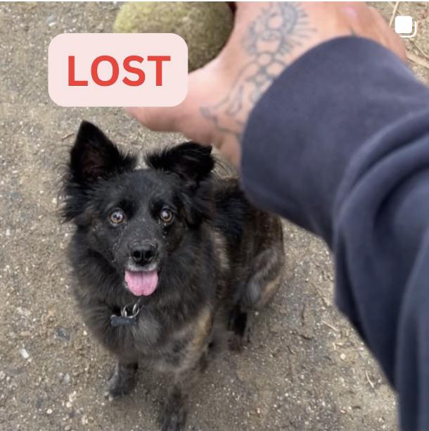 Dog lost HIGHLAND PARK