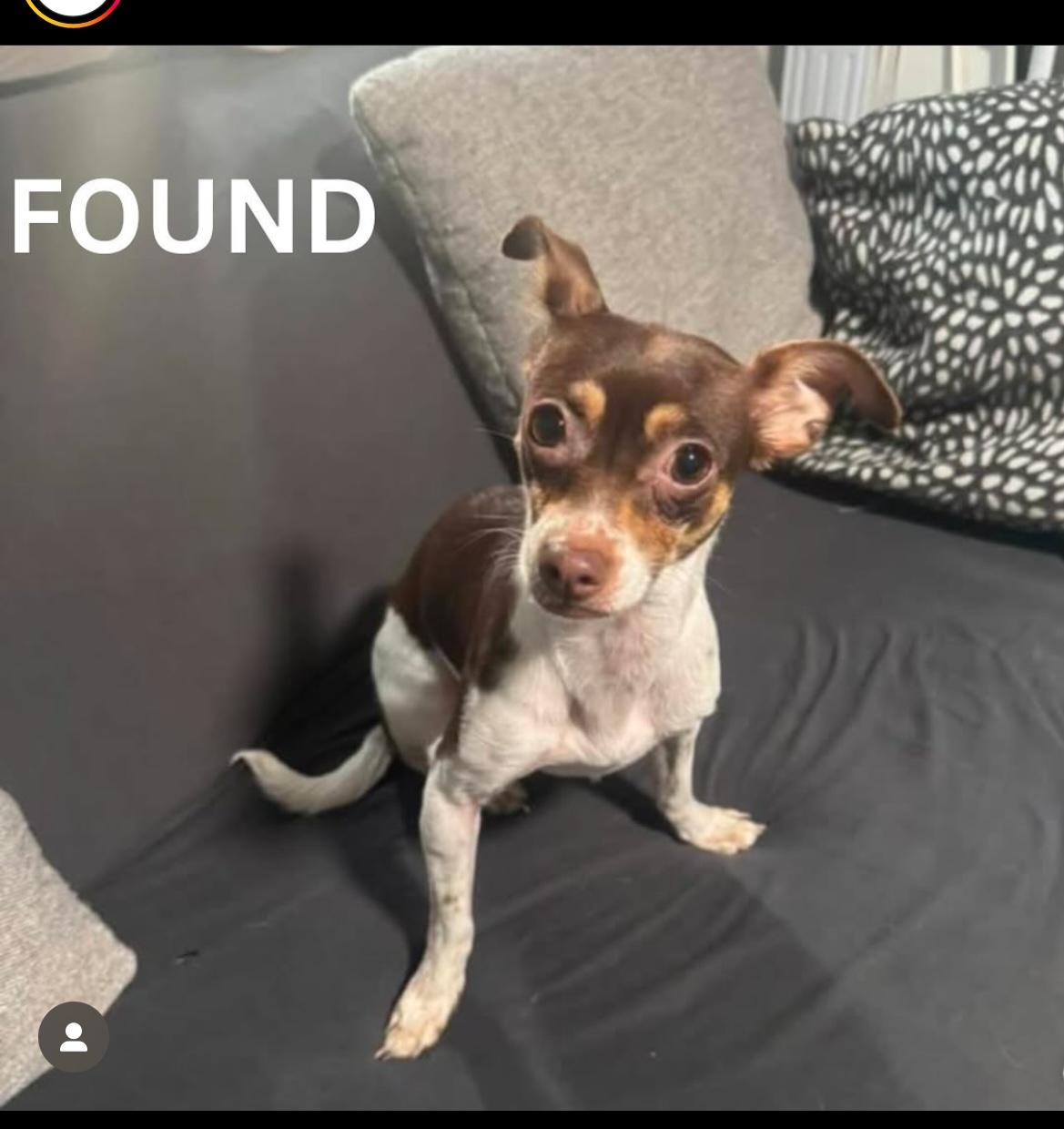 Dog found Wahington and Summit