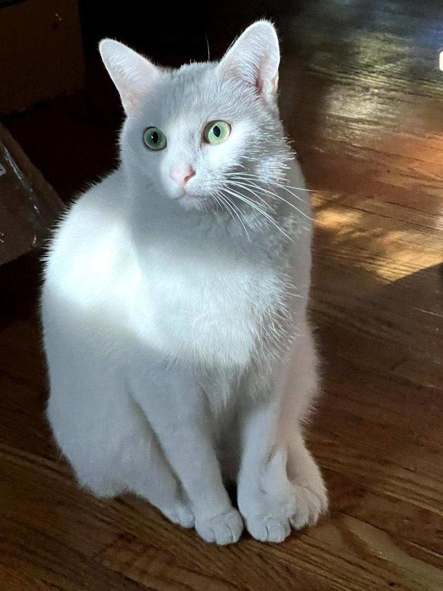 Cat lost Last Seen Near: 2550 el Molino Ave