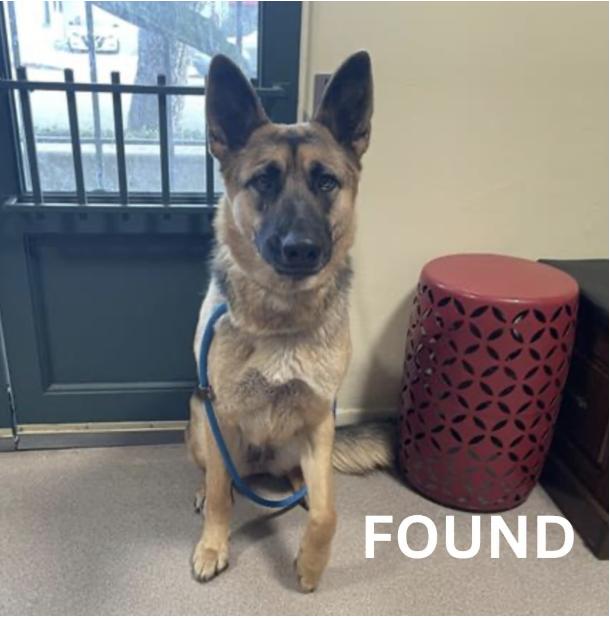 Dog found