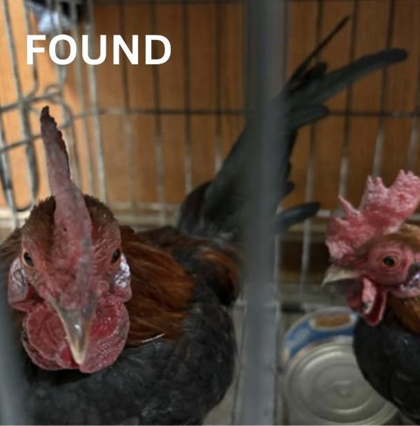 Chicken  found