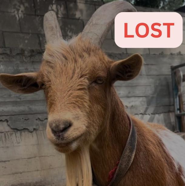 Goat lost Village Play garden, Altadena near Cobb Estate