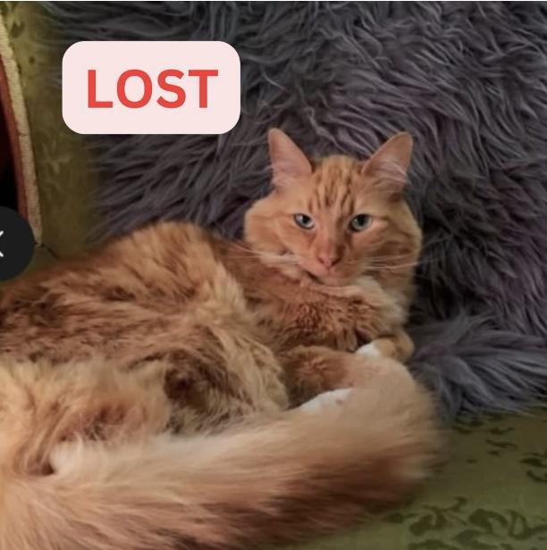 Cat lost Lakae Avenue / Athens St, Altadena