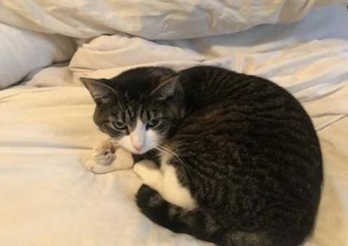 Cat lost Last seen N Beirut Ave and N Mount Holyoke Ave in Pacific Palisades