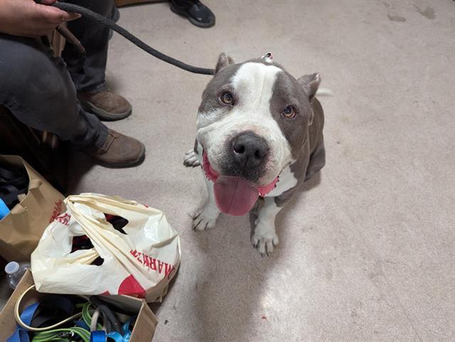 Dog found Pasadena
