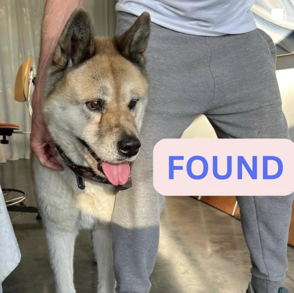 Dog found 2256 Highland Oaks Drive Arcadia (eastern edge of Eaton fire)