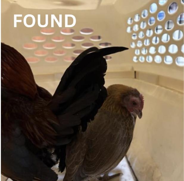 Chicken  found