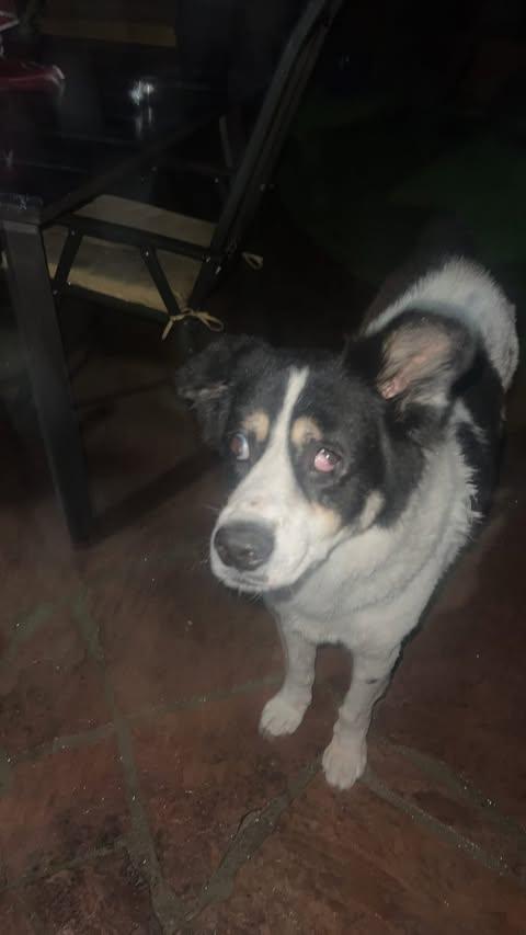 Dog lost Malibu
 (Big Rock Dr)