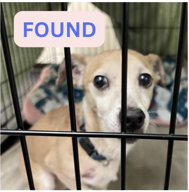 Dog found Not stated
