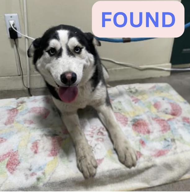 Dog found The location were the dog was found is Maiden lane and Wapello street.