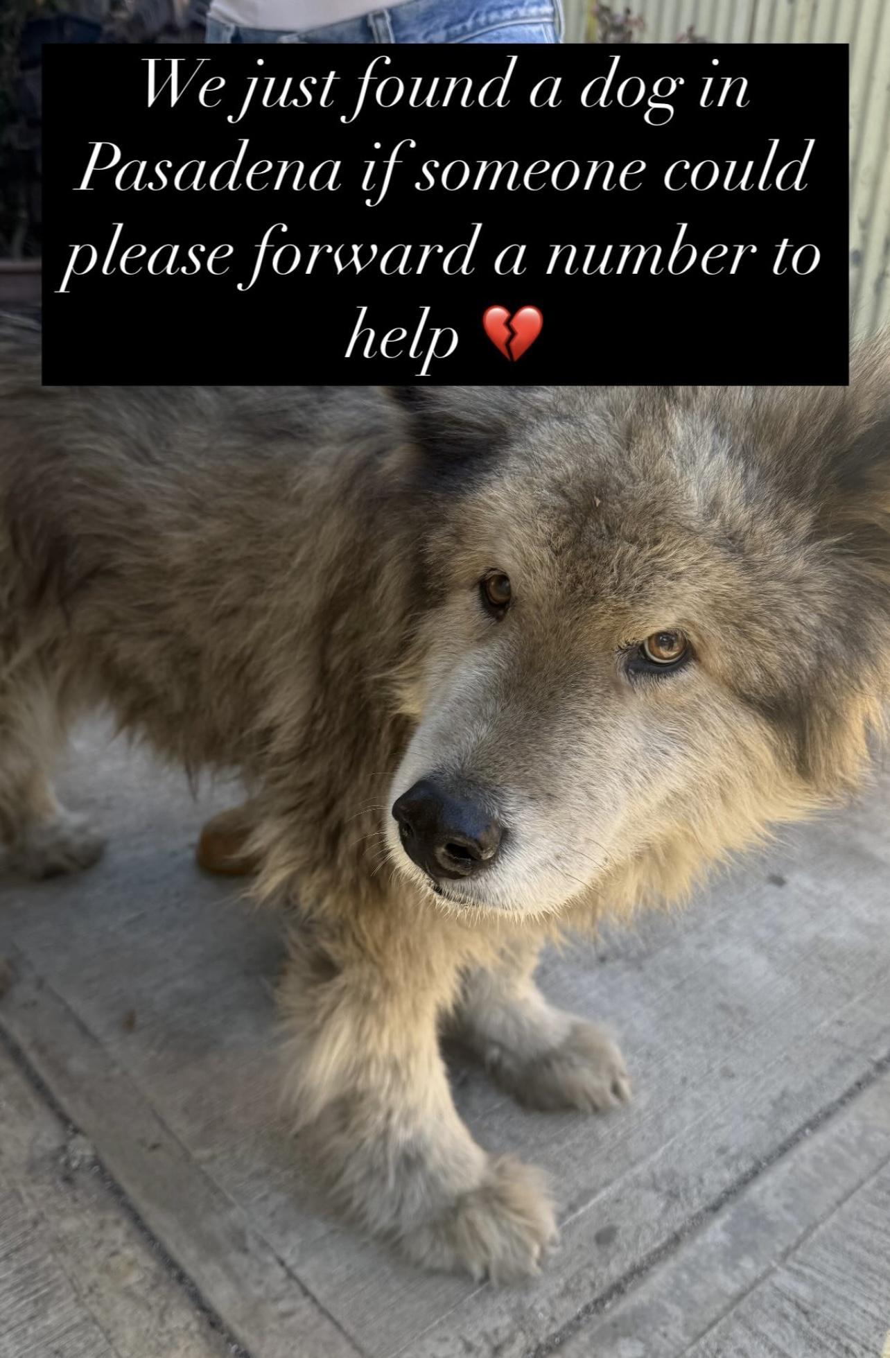 Dog found Pasadena