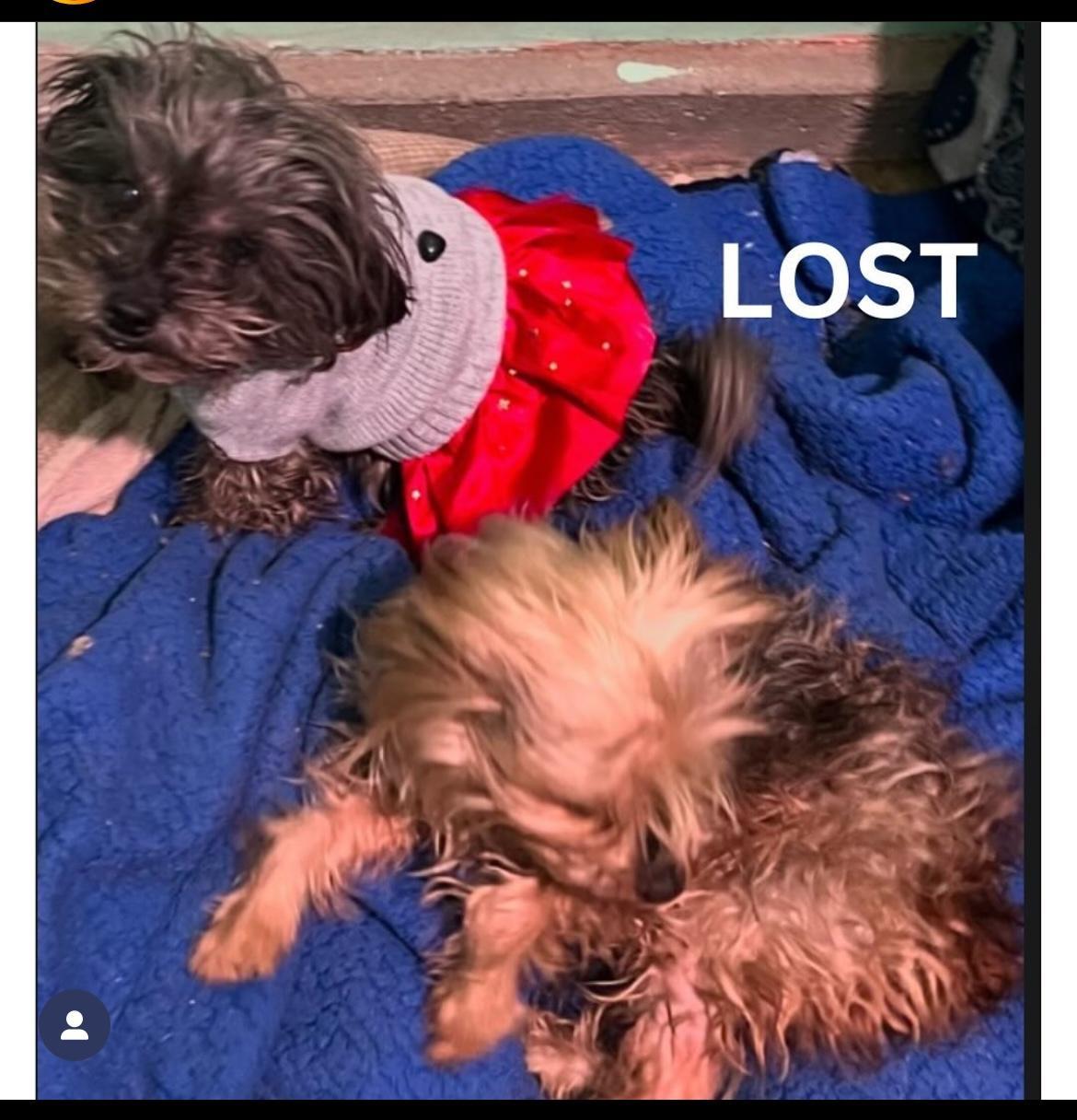 Dog lost Altadena and Lincoln