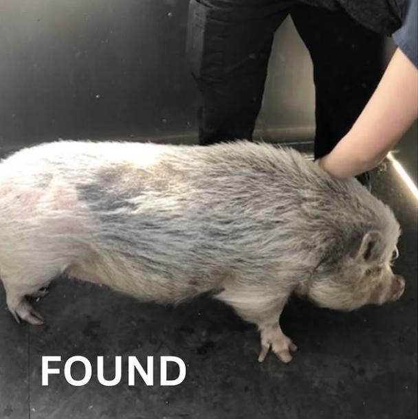 Pig found