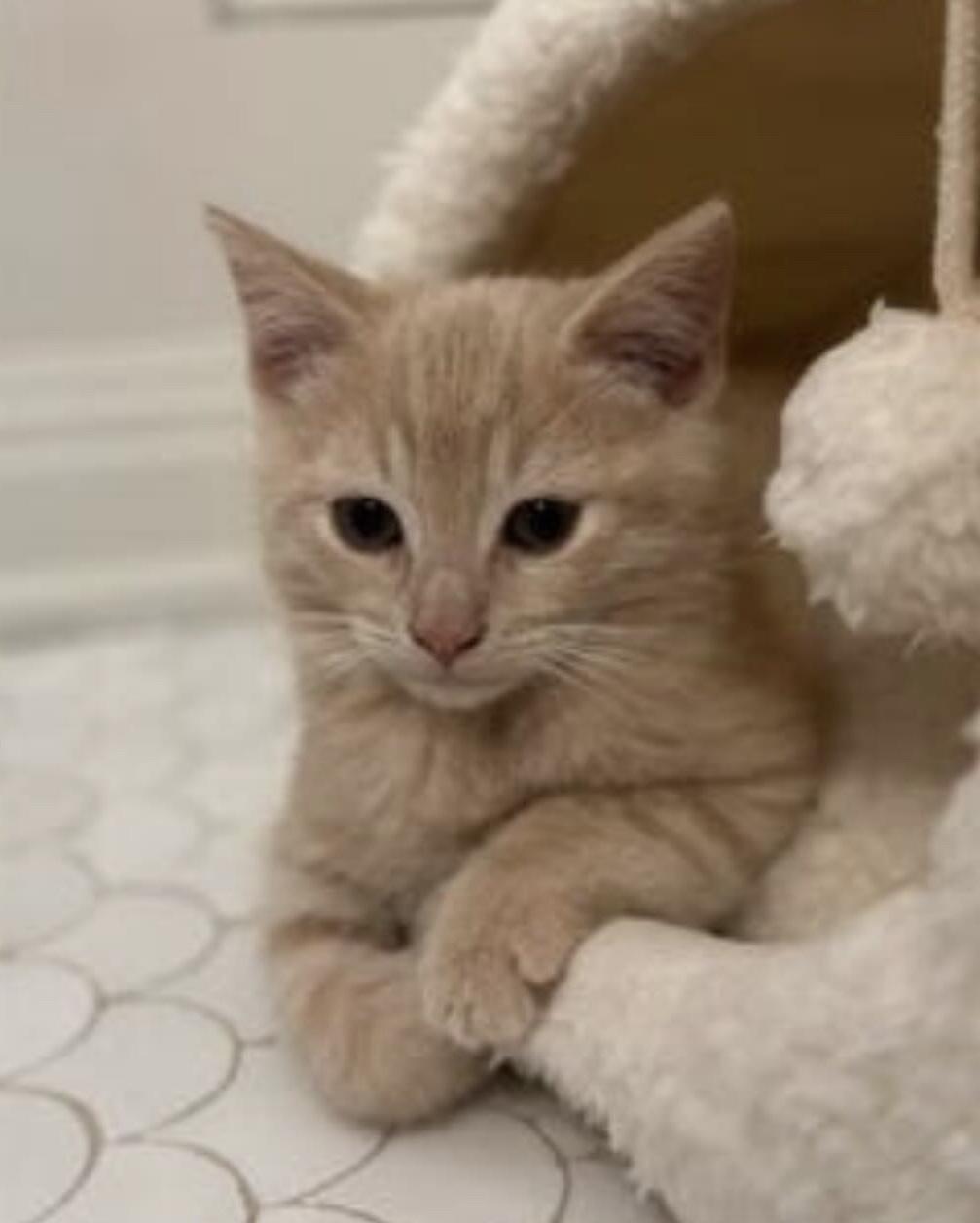 Cat lost Last seen Almoloya Dr and Chautauqua Blvd, Pacific Palisades, CA