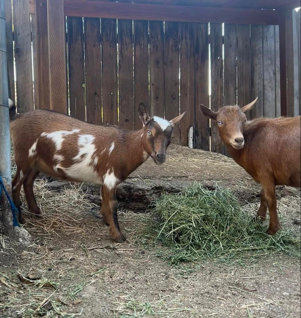 Goat lost 2821 Sana Rosa Avenue, Altadena