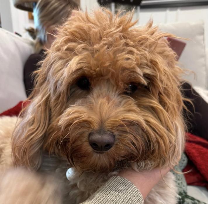 Dog lost Studio City