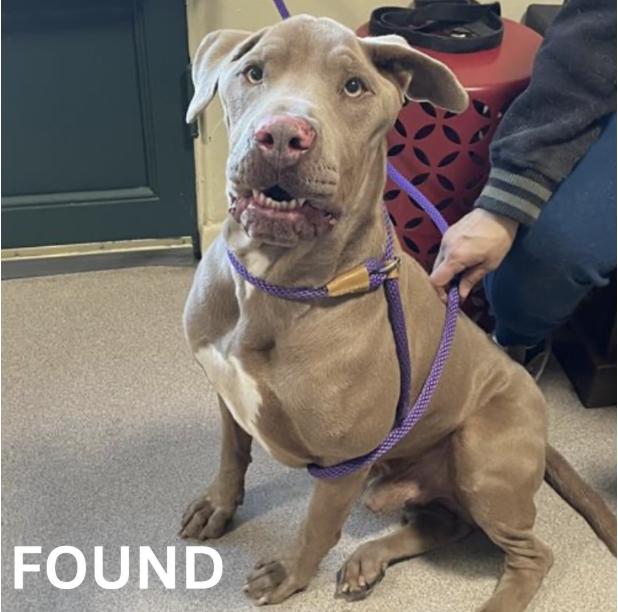 Dog found