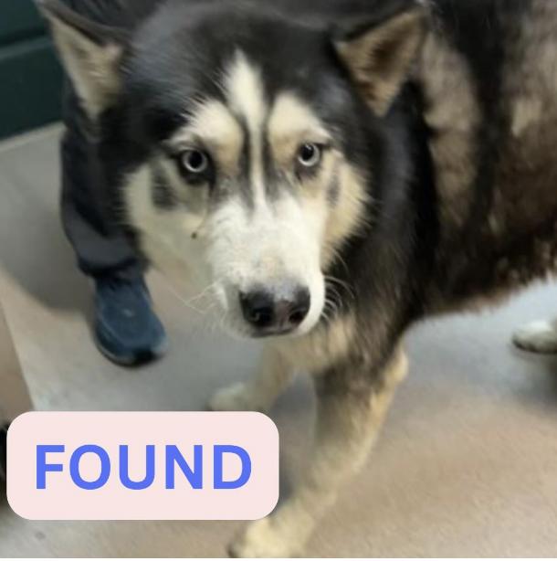Dog found The location were the dog was found is Maiden lane and Wapello street.
