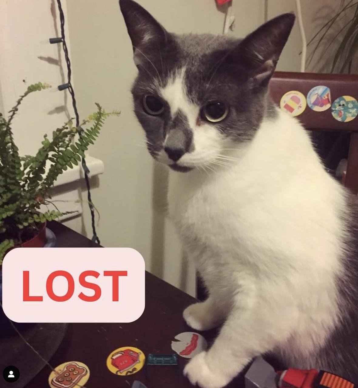 Cat lost Oxford / Oakwood