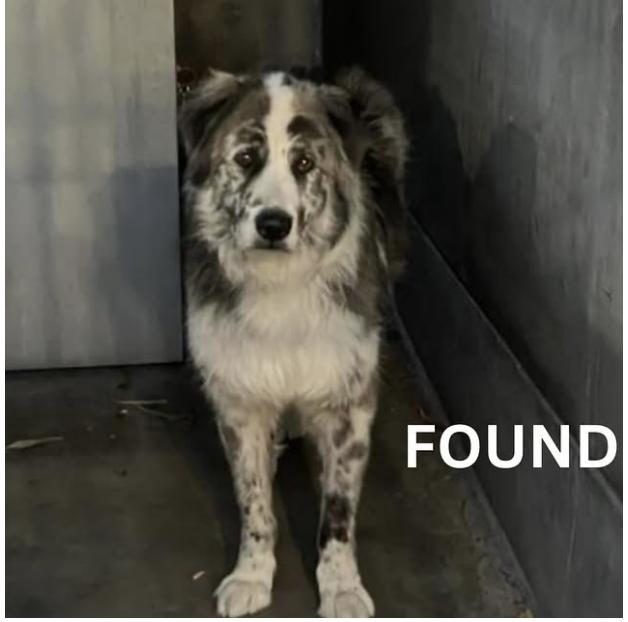 Dog found