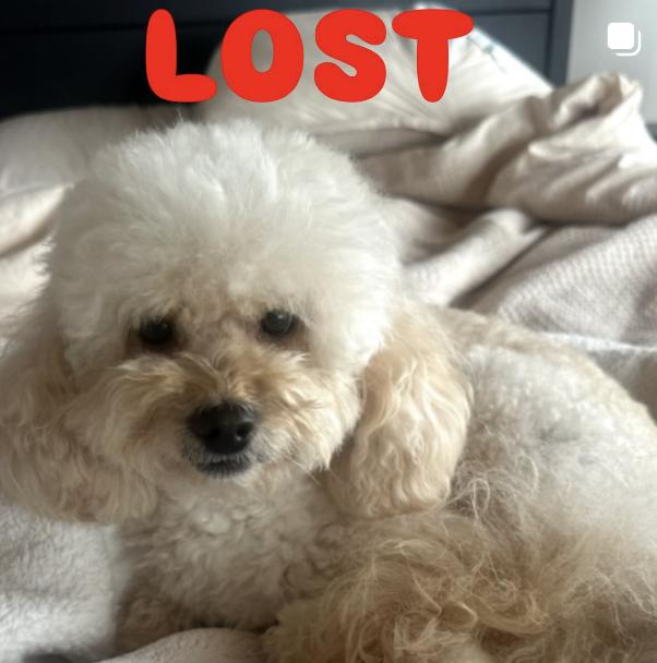 Dog lost Last seen near sunset, PCH, & Miramar, in Pacific Palisades