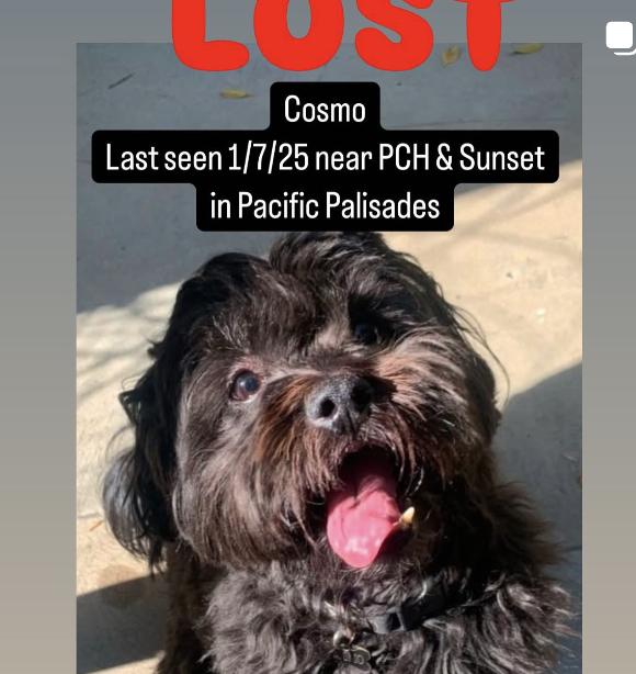 Dog lost  Last seen 1/7/25 near PCH & Sunset, Pacific Palisades