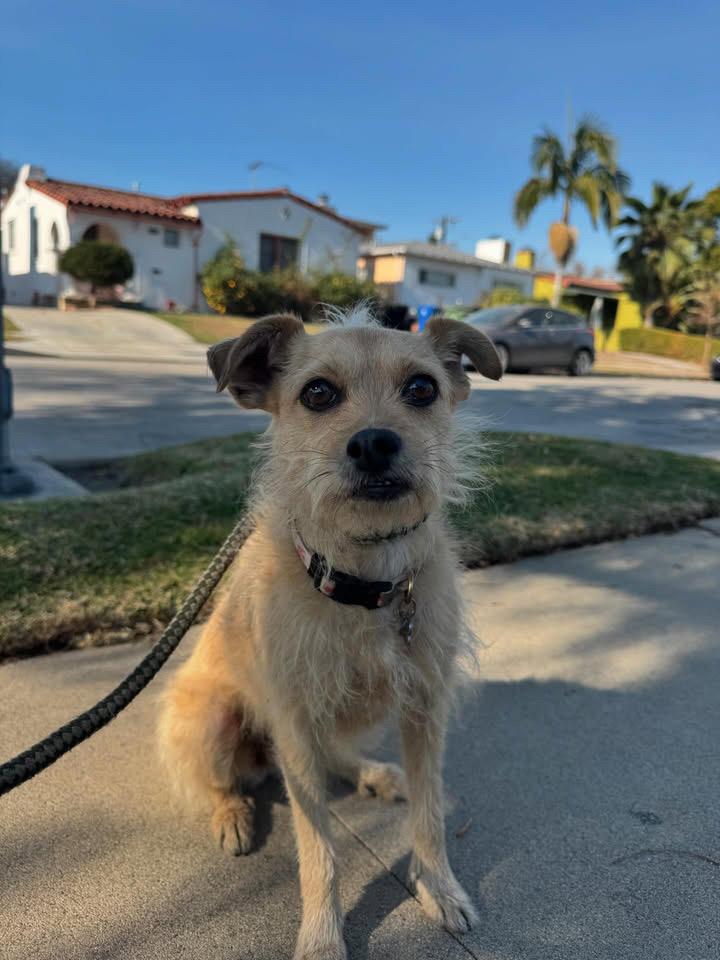 Dog lost Los Angeles