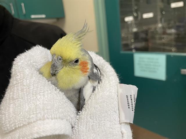 Bird found Pasadena