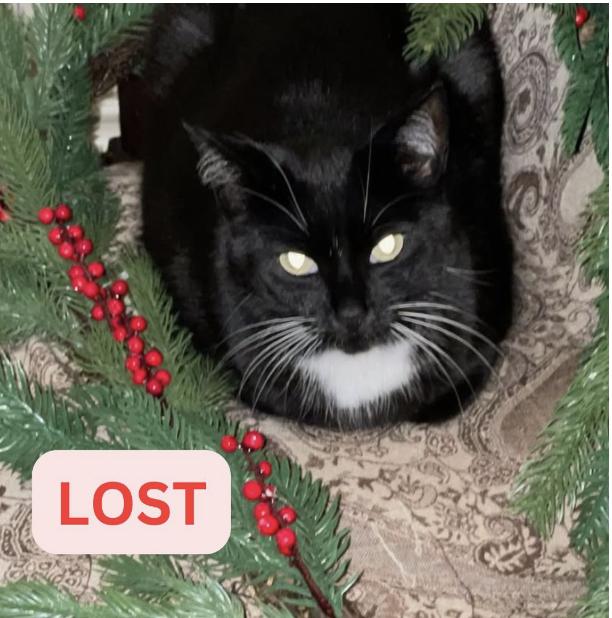 Cat lost 2000 Maiden Lane, Altadena