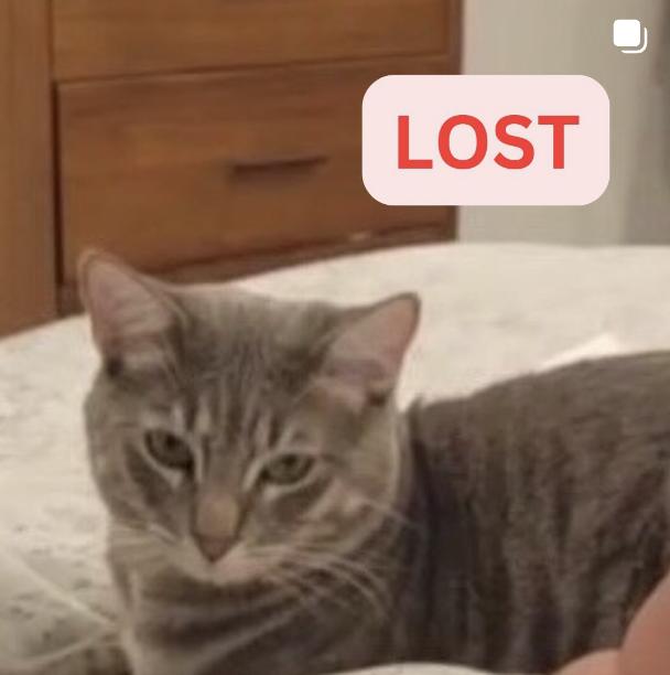 Cat lost