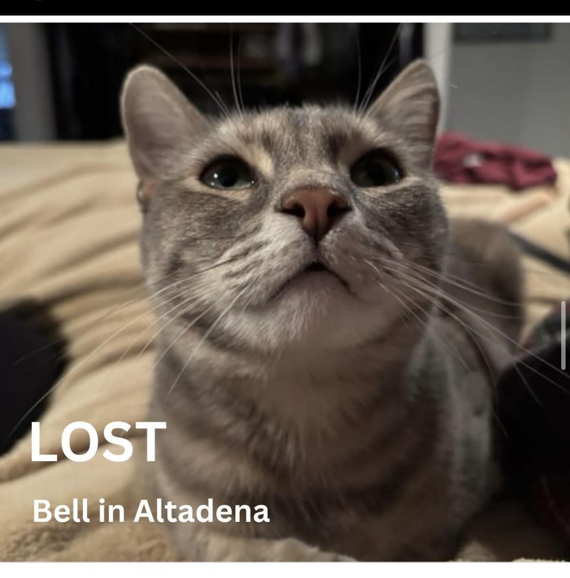 Cat lost Alta Dena