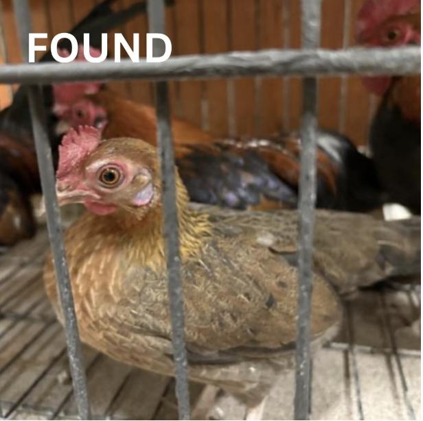 Chicken  found