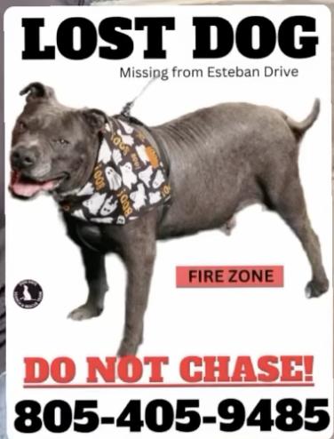 Dog lost Camarillo fire