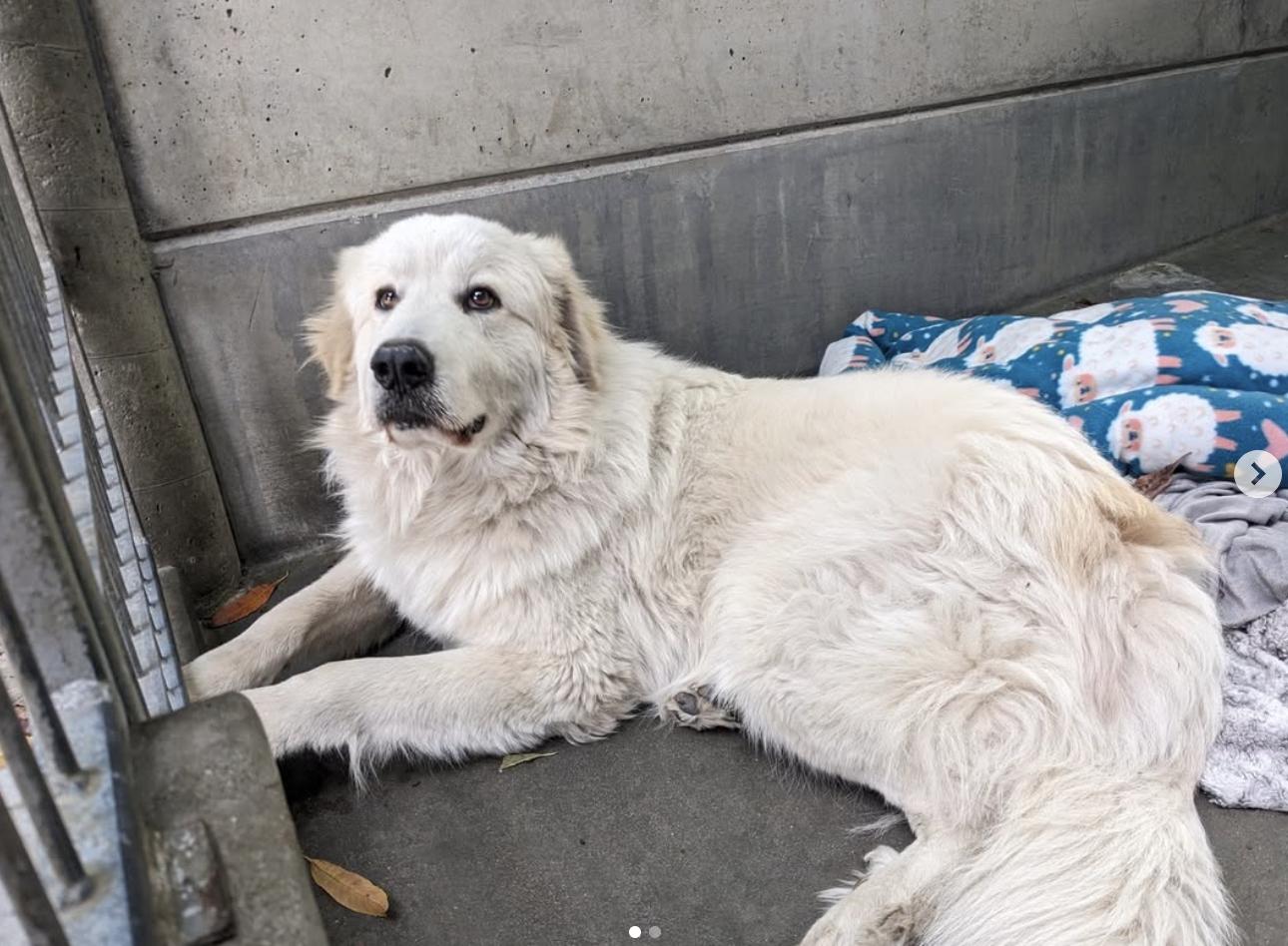 Dog found was found as a stray in a neighborhood near Fair Oaks Ave. and Orange Grove Blvd. in Pasadena.