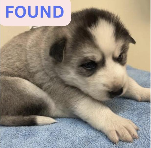 Dog found The location were the dog was found is Maiden lane and Wapello street.