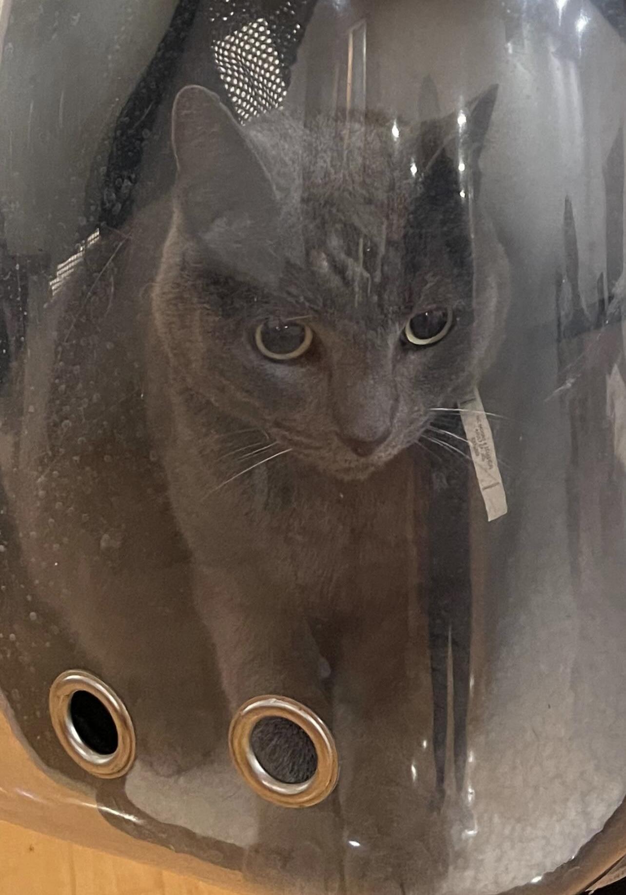 Cat lost Last seen off Swarthmore near elementary school